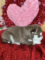 Eddard, a male Siberian Husky for sale in Staples, MN – Photo 6 of 6