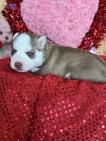 Eddard, a male Siberian Husky for sale in Staples, MN – Photo 2 of 6