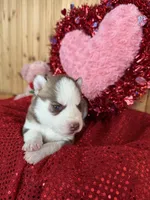 Eddard, a male Siberian Husky for sale in Staples, MN – Photo 4 of 6