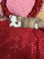 Eddard, a male Siberian Husky for sale in Staples, MN – Photo 3 of 6