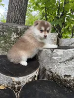 Chili, a male Pomsky for sale in Staples, MN – 4 of 6