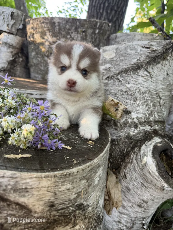 Cayenne – Pomsky puppy for sale in Staples, MN