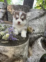 Cayenne, a male Pomsky for sale in Staples, MN – 1 of 6