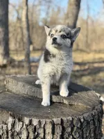 Eclipse , a female Alaskan Klee Kai and Pomsky for sale in Staples, MN – 6 of 8