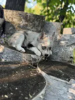 Flicker, a female Alaskan Klee Kai and Pomsky for sale in Staples, MN – 3 of 6