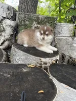 Paprika, a male Pomsky for sale in Staples, MN – 2 of 5