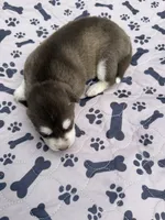 Summit, a male Siberian Husky for sale in Staples, MN – 3 of 5