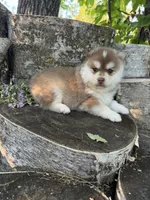 Chili, a male Pomsky for sale in Staples, MN – 3 of 7