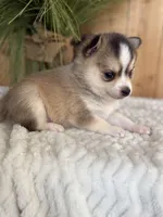 Steel, a male Pomsky for sale in Staples, MN – Photo 5 of 6