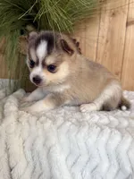 Steel, a male Pomsky for sale in Staples, MN – Photo 6 of 6