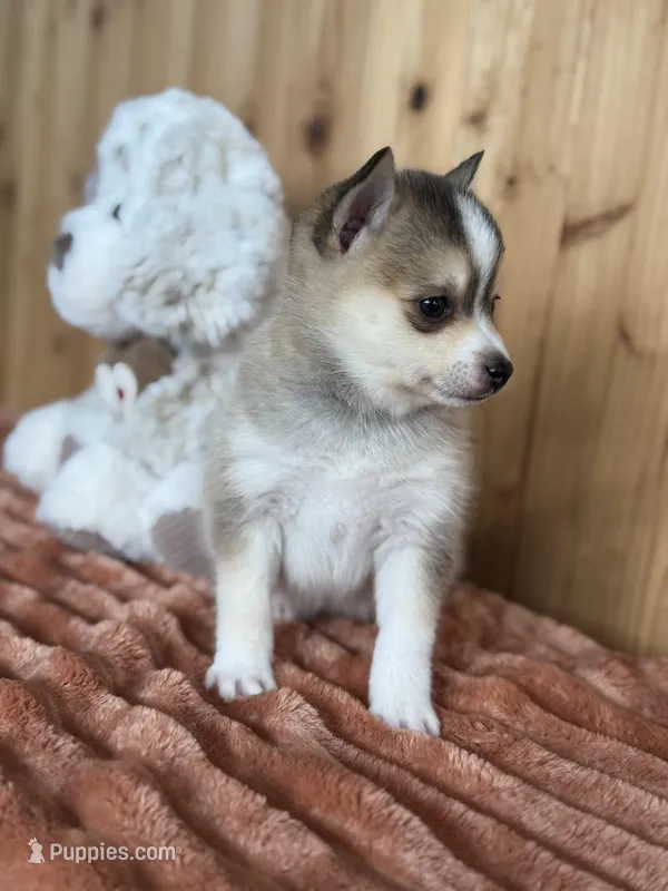 Steel – Pomsky puppy for sale in Staples, MN