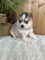 Steel, a male Pomsky for sale in Staples, MN – Photo 3 of 6