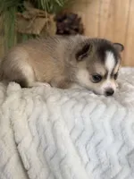 Steel, a male Pomsky for sale in Staples, MN – Photo 4 of 6
