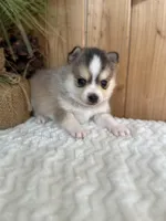 Steel, a male Pomsky for sale in Staples, MN – Photo 2 of 6