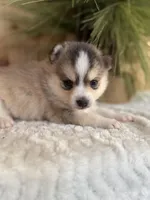 Steel, a male Pomsky for sale in Staples, MN – Photo 1 of 6