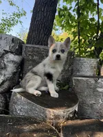 Flicker, a female Alaskan Klee Kai and Pomsky for sale in Staples, MN – 5 of 6