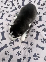 Kodiak, a male Siberian Husky for sale in Staples, MN – 2 of 5