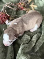 processed/c7d54862-b778-429e-9364-b1d4ef2a02d7/listing/40533454-0eb8-4cd7-96e6-55d27a1c67a8/2fa80b9a-2e24-4bab-aae8-94ca02734066