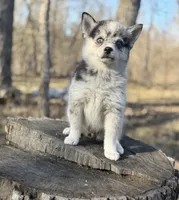 Eclipse , a female Alaskan Klee Kai and Pomsky for sale in Staples, MN – 2 of 8
