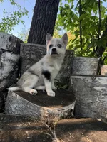 Flicker, a female Alaskan Klee Kai and Pomsky for sale in Staples, MN – 4 of 5
