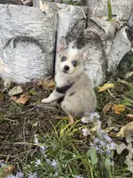 Glitter, a female Alaskan Klee Kai and Pomsky for sale in Staples, MN – 4 of 6