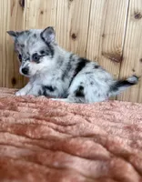Comet, a female Alaskan Klee Kai and Pomsky for sale in Staples, MN – Photo 1 of 4
