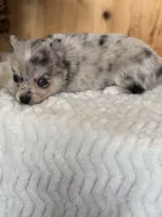 Comet, a female Alaskan Klee Kai and Pomsky for sale in Staples, MN – Photo 2 of 6