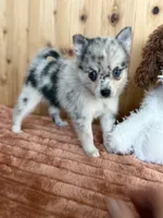Comet, a female Alaskan Klee Kai and Pomsky for sale in Staples, MN – Photo 2 of 4