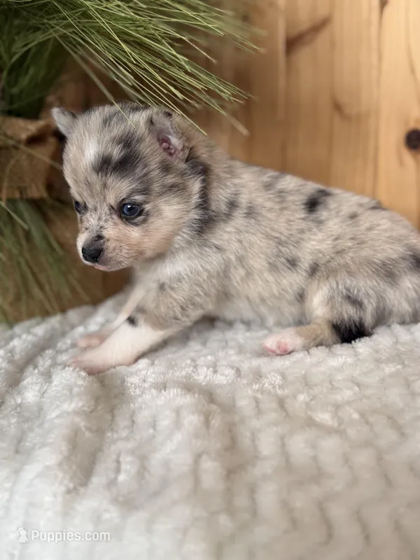 Comet, a female Alaskan Klee Kai and Pomsky for sale in Staples, MN – Photo 1 of 6