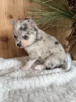 Comet, a female Alaskan Klee Kai and Pomsky for sale in Staples, MN – Photo 4 of 6