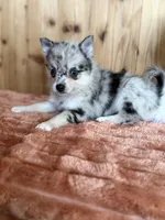 Comet, a female Alaskan Klee Kai and Pomsky for sale in Staples, MN – Photo 3 of 4