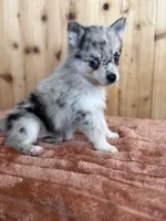Comet, a female Alaskan Klee Kai and Pomsky for sale in Staples, MN – Photo 4 of 4