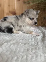 Comet, a female Alaskan Klee Kai and Pomsky for sale in Staples, MN – Photo 5 of 6