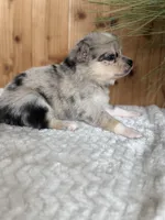 Comet, a female Alaskan Klee Kai and Pomsky for sale in Staples, MN – Photo 6 of 6