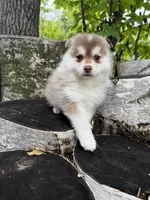 Chili, a male Pomsky for sale in Staples, MN – 2 of 6