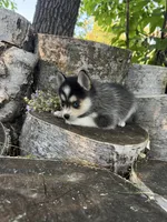 Razzle, a female Alaskan Klee Kai and Pomsky for sale in Staples, MN – 4 of 6
