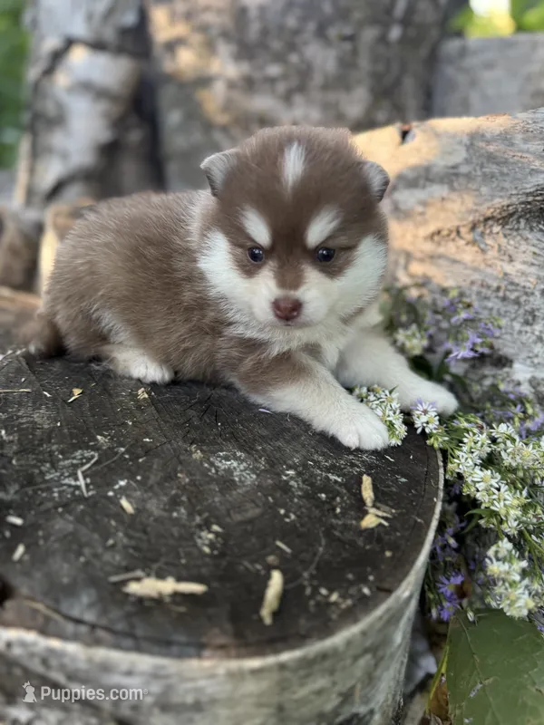 Paprika – Pomsky puppy for sale in Staples, MN