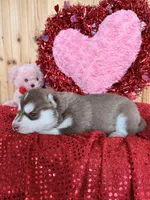 Joffrey, a male Siberian Husky for sale in Staples, MN – Photo 4 of 4