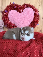 Joffrey, a male Siberian Husky for sale in Staples, MN – Photo 2 of 4