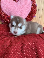 Joffrey, a male Siberian Husky for sale in Staples, MN – Photo 3 of 4