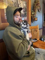 Aries, a male Alaskan Klee Kai and Pomsky for sale in Staples, MN – Photo 5 of 5