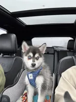 Aries, a male Alaskan Klee Kai and Pomsky for sale in Staples, MN – Photo 1 of 5