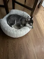 Aries, a male Alaskan Klee Kai and Pomsky for sale in Staples, MN – Photo 2 of 5