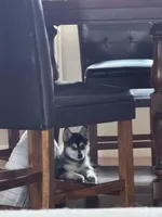 Aries, a male Alaskan Klee Kai and Pomsky for sale in Staples, MN – Photo 4 of 5