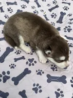 Summit, a male Siberian Husky for sale in Staples, MN – 4 of 5