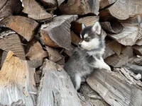 Aries, a female Alaskan Klee Kai and Pomsky for sale in Staples, MN – Photo 9 of 9