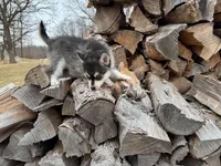 Aries, a female Alaskan Klee Kai and Pomsky for sale in Staples, MN – Photo 5 of 9