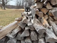 Aries, a female Alaskan Klee Kai and Pomsky for sale in Staples, MN – Photo 6 of 9