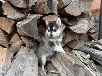 Aries, a female Alaskan Klee Kai and Pomsky for sale in Staples, MN – Photo 4 of 9