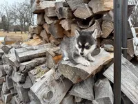 Aries, a female Alaskan Klee Kai and Pomsky for sale in Staples, MN – Photo 3 of 9